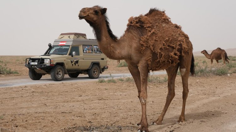 Toyota land cruiser in Iran and camel